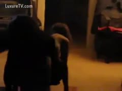 A homemade film in which a dog screws and licks a girl's pussy